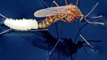 Nyamuk Membutuhkan Air Untuk Menyelesaikan Siklus Hidupnya - Telur nyamuk akan menetas menjadi larva dan faktanya bahwa nyamuk membutuhkan air untuk menyelesaikan siklus hidupnya
