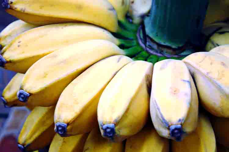 Menyiapkan Bahan-Bahan Membuat Sale Pisang Terlebih Dahulu - Cara membuat sale pisang jemur adalah dengan menyiapkan bahan-bahan membuat sale pisang terlebih dahulu