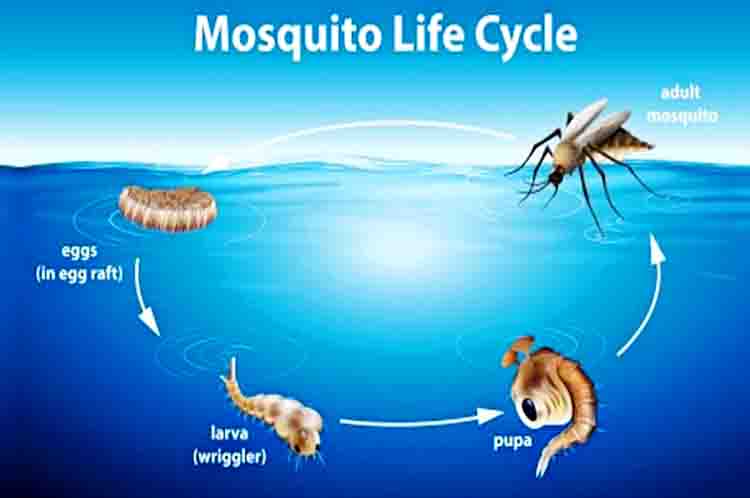 Terdapat 3.000 Spesies Nyamuk di Seluruh Dunia - Telur nyamuk akan menetas menjadi larva dan faktanya bahwa terdapat 3.000 spesies nyamuk di seluruh dunia