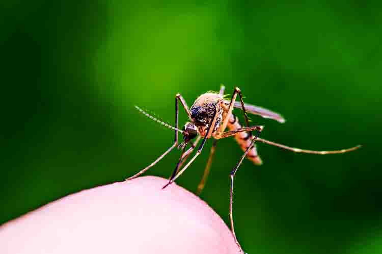 Nyamuk Bisa Mengingat Bau Yang Keluar Dari Tubuh Manusia - Telur nyamuk akan menetas menjadi larva dan faktanya bahwa nyamuk bisa mengingat bau yang keluar dari tubuh manusia
