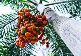 Manfaat buah pinang muda untuk laki-laki