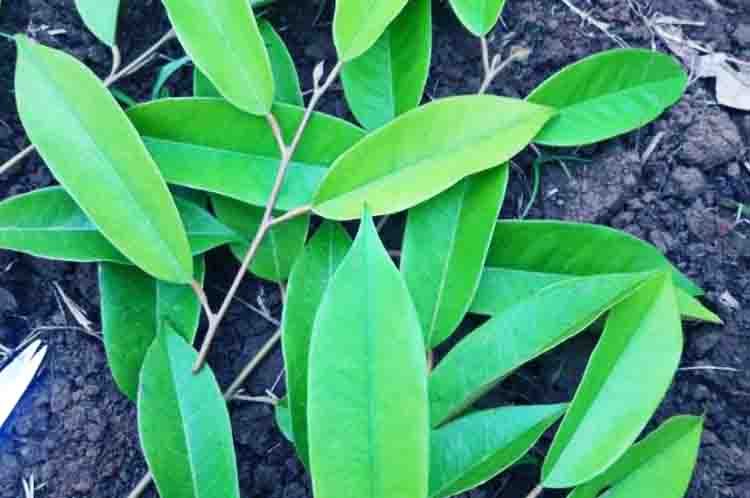 Daun Durian Duri Hitam Berbentuk Agak Lonjong - Mengenal jenis durian dari daunnya mulai dari daun durian duri hitam berbentuk agak lonjong