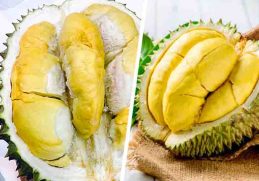 Bentuk Daging Durian Bawor Lebih Kekuningan - Durian bawor vs musang king memiliki perbedaan yakni bentuk daging durian bawor lebih kekuningan
