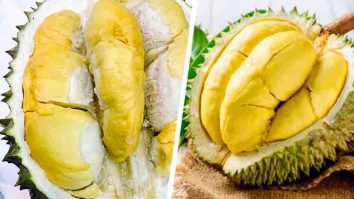 Bentuk Daging Durian Bawor Lebih Kekuningan - Durian bawor vs musang king memiliki perbedaan yakni bentuk daging durian bawor lebih kekuningan