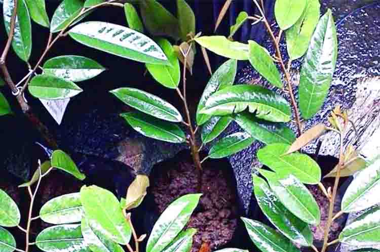 Daun Durian Musang King Berbentuk Memanjang 