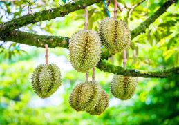 Daun Durian Montong Berbentuk Melebar - Mengenal jenis durian dari daunnya mulai dari daun durian montong berbentuk melebar