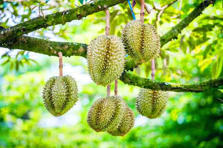 Daun Durian Montong Berbentuk Melebar - Mengenal jenis durian dari daunnya mulai dari daun durian montong berbentuk melebar