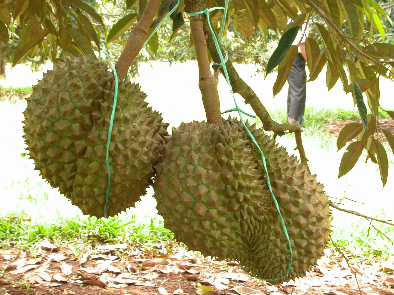 Daun Durian Petruk Berbentuk Besar dan Tipis - Mengenal jenis durian dari daunnya mulai dari daun durian petruk berbentuk besar dan tipis