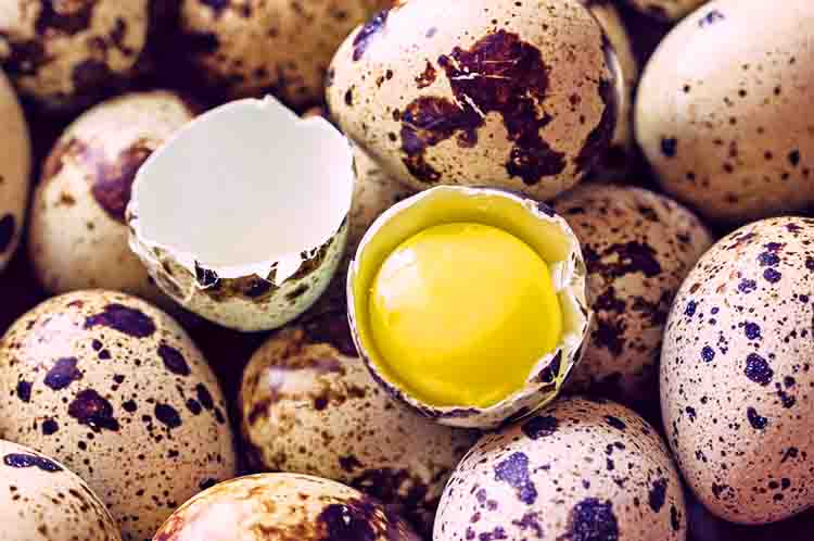 Menjaga Kesehatan Kandungan - Manfaat telur puyuh untuk ibu hamil yakni menjaga kesehatan kandungan