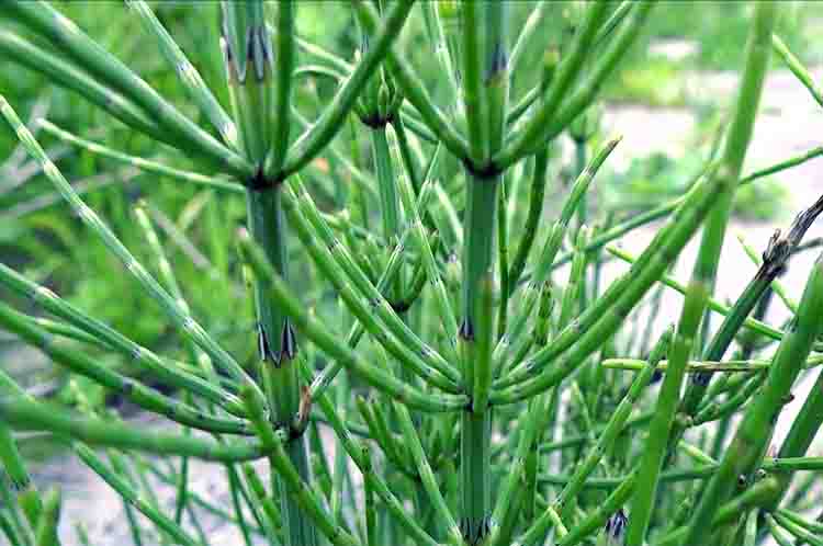 Berasal Dari Genus Equisetum - Ciri-ciri paku ekor kuda yakni berasal dari genus Equisetum