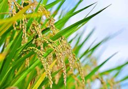Padi - Sebutkan hasil pertanian di Indonesia seperti padi