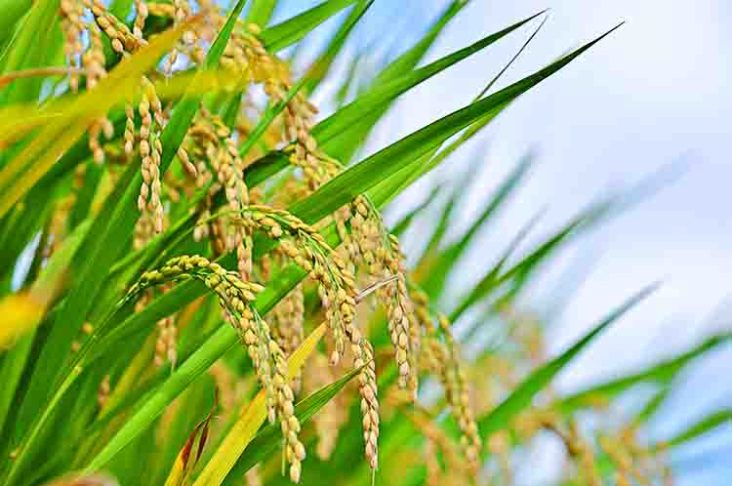 Padi - Sebutkan hasil pertanian di Indonesia seperti padi