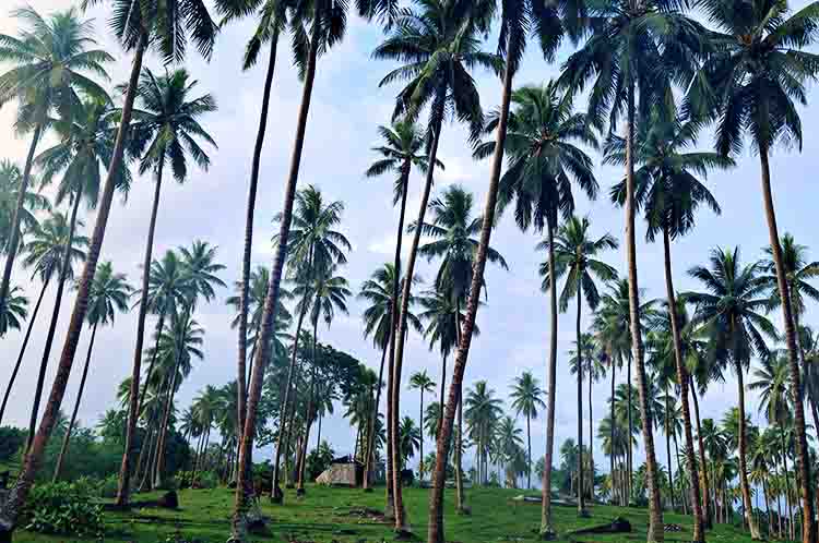Kelapa - Berikut ini termasuk hasil komoditas perkebunan adalah kelapa