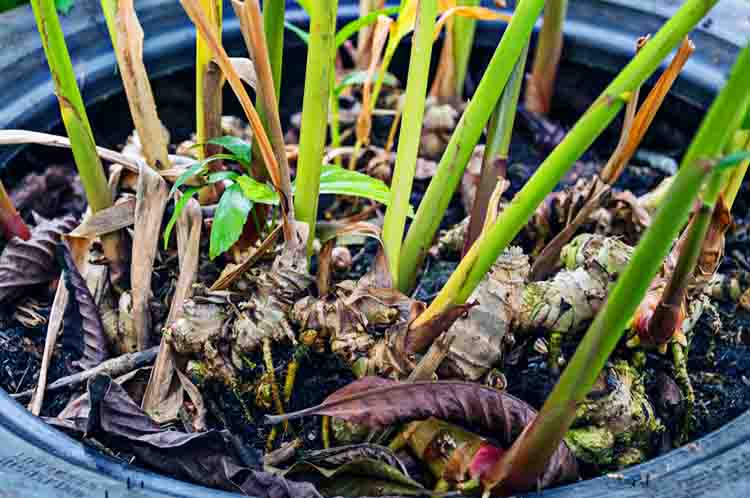 Mengendalikan Hama Penyakit Pada Polybag - Jahe berkembang biak dengan cara rizoma
