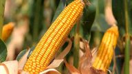 Pilih Bibit Jagung Berkualitas - Cara menanam jagung di sawah