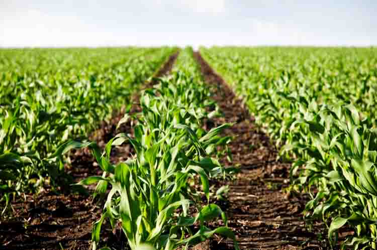 Berikanlah Pupuk Tambahan - Cara menanam jagung di sawah