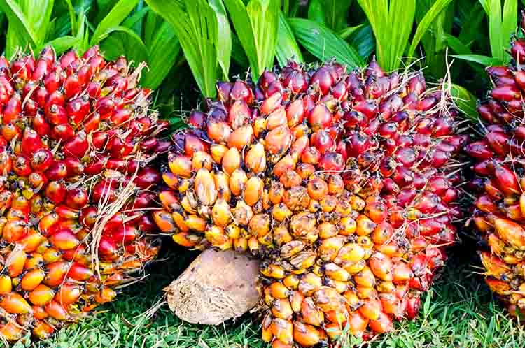 Kelapa Sawit - Sebutin hasil pertanian di Indonesia seperti kelapa sawit
